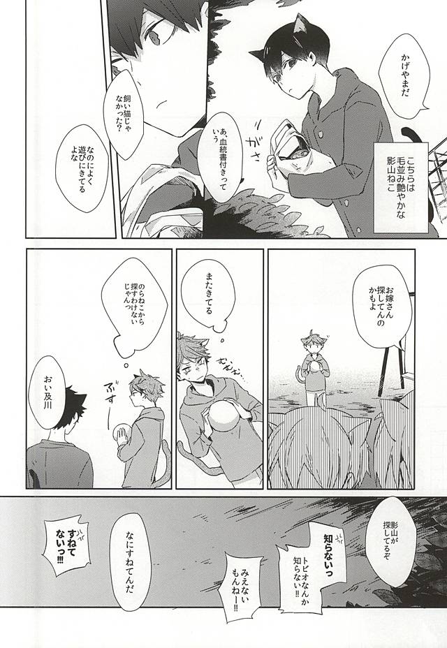 (RTS!!5) [Shounen-H (Yuuki)] Neko ni Natta Oikawa-san (Haikyuu!!) page 3 full