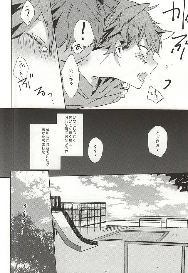 (RTS!!5) [Shounen-H (Yuuki)] Neko ni Natta Oikawa-san (Haikyuu!!) page 11 full