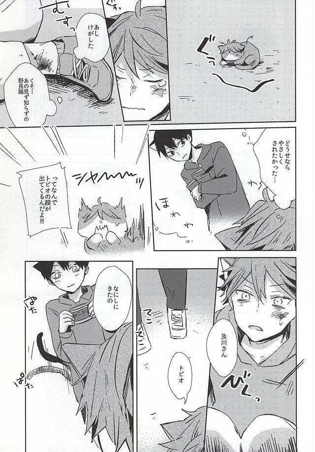 (RTS!!5) [Shounen-H (Yuuki)] Neko ni Natta Oikawa-san (Haikyuu!!) page 12 full