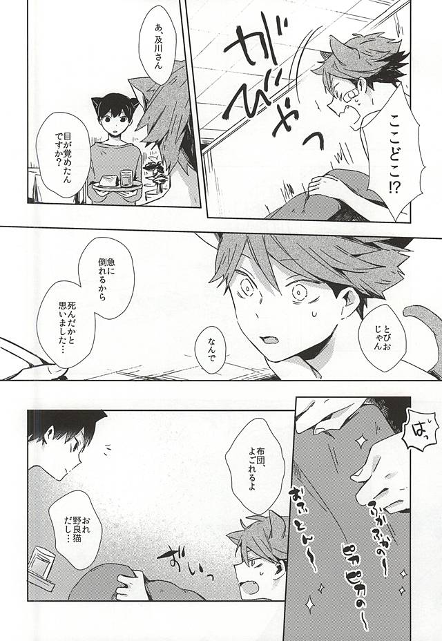 (RTS!!5) [Shounen-H (Yuuki)] Neko ni Natta Oikawa-san (Haikyuu!!) page 15 full