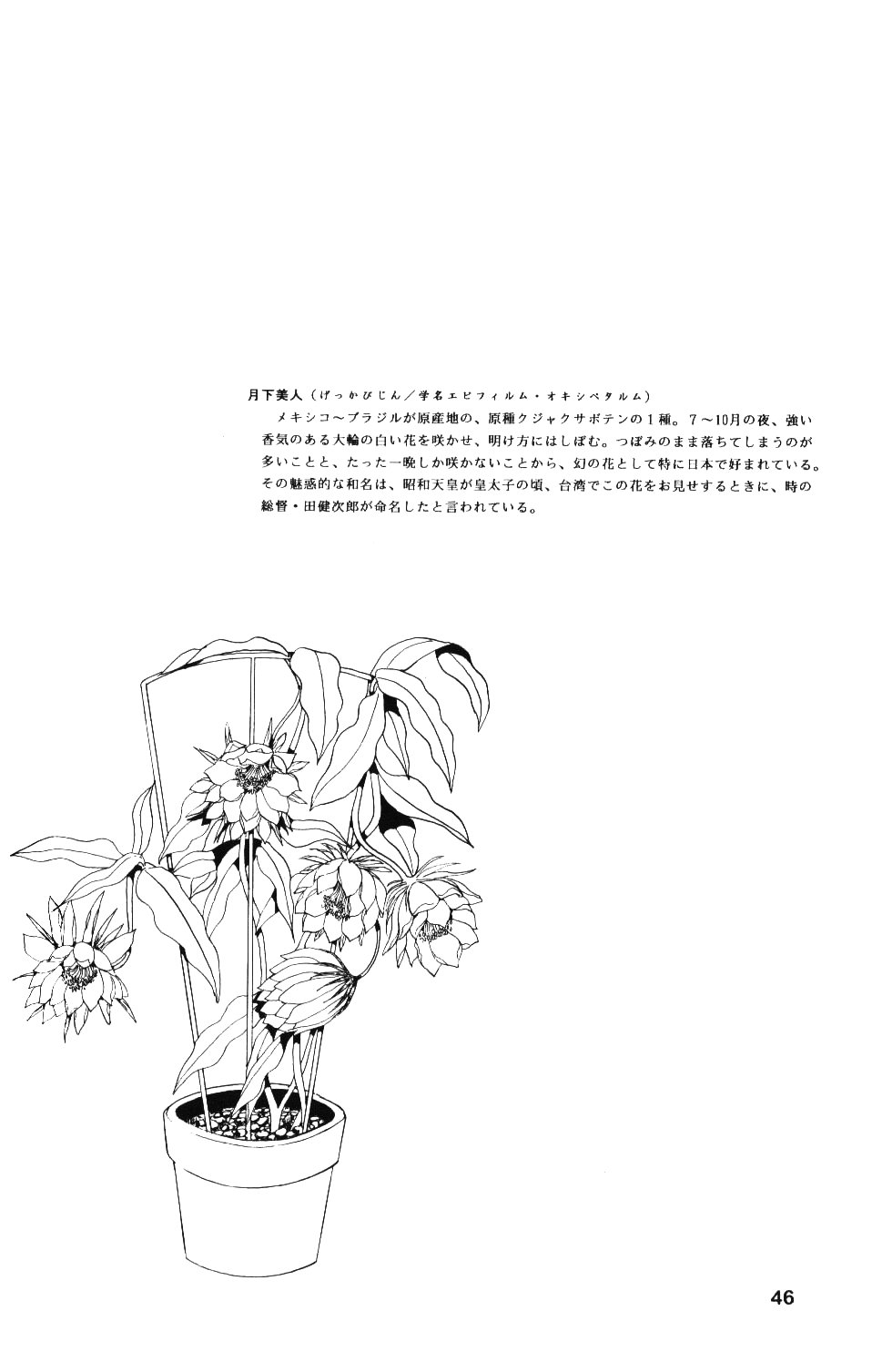 [Company N (Yoshino Shiho)] Gekka Bijin (Neon Genesis Evangelion) page 45 full